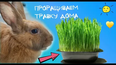 Сочные корма кроликам! Свежая трава или вяленая? - YouTube