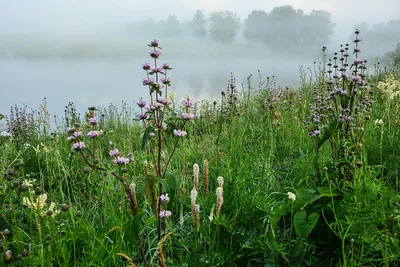 Лечебные травы Сибири - фото и картинки: 62 штук