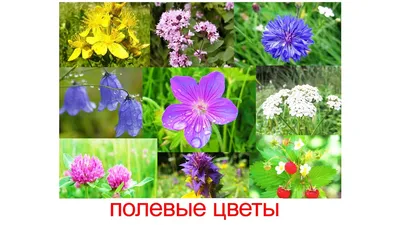 Почвопокровные растения и цветы с фото и названиями видов и сортов