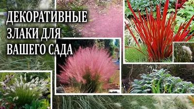 Декоративные злаки и травы. Названия декоративных трав для сада (80 фото)