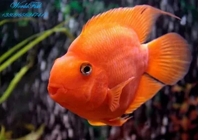 ТРЕХГИБРИДНЫЙ ПОПУГАЙ(англ. blood parrot cichlid) 7cm: 730 грн. -  Аквариумистика Харьков на Olx