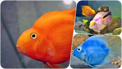 Красный трехгибридный попугай и Уару. - Американские цихлиды - Форум  Cichlids.RU