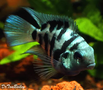 Трехгибридный попугай синий тигр (Hybrid cichlid) - 3-3,5см L-20777 купить  оптом и в розницу ≡ Labeo ᐈ labeo.com.ua ⋆ Спешите купить!