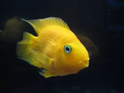 Попугай трехгибридный желтое сердце (Hybrid cichlid) - 6,5-7см купить оптом  и в розницу ≡ ᐈ labeo.com.ua ⋆ Спешите купить!