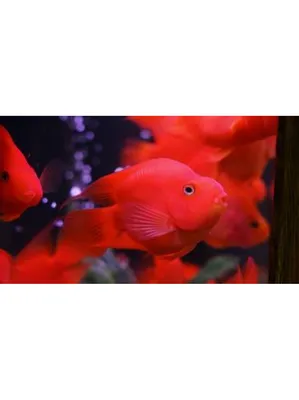 Рыба КРАСНЫЙ ПОПУГАЙ (Red Parrot Cichlid) (Blood parrot cichlid) - YouTube