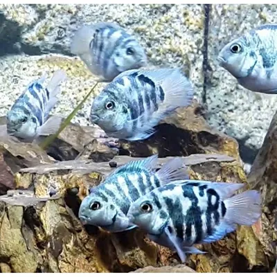 Трехгибридный попугай красно-белый (Hybrid cichlid) - 7-8см L-2019-10-413  купить оптом и в розницу ≡ Labeo ᐈ labeo.com.ua ⋆ Спешите купить!