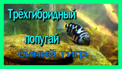 Аквариумные рыбки \"Красный попугай\" (Red parrot fish aquarium) - YouTube