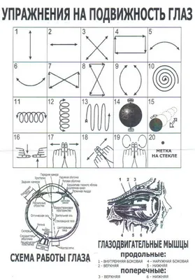 Упражнения для расслабления глаз и укрепления зрения - ОКОРИС. Уральский  центр глазного протезирования