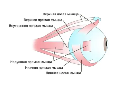 Александр Волков - Как снять усталость глаз? Гимнастика для глаз,  упражнения которой вы найдете ниже, помогает не только снять напряжение и  усталость глаз, но и предотвратить их появление. Также регулярные  упражнения для