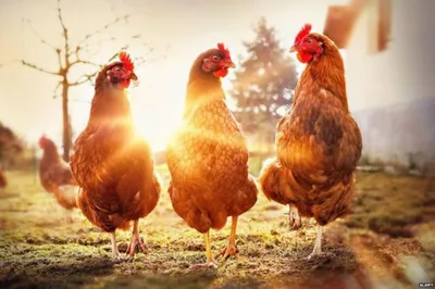 Три Курицы Стоящие Вместе Вид Сбоку Изолированные На Белом Фоне — стоковые  фотографии и другие картинки Без людей - iStock