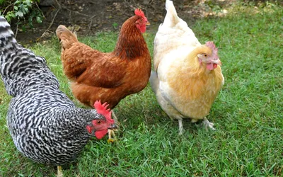 Три курицы в платьях сидят за …» — создано в Шедевруме