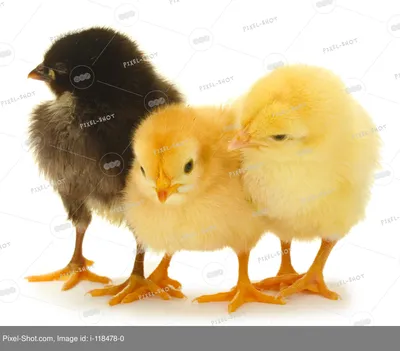 Петух и 3 курицы (китайский кохинхин) — купить в Красноярске. Корма на  интернет-аукционе Au.ru