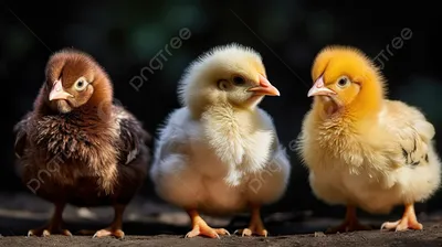 Три Курицы Стоящие Вместе Изолированные На Белом Фоне — стоковые фотографии  и другие картинки Курица - iStock