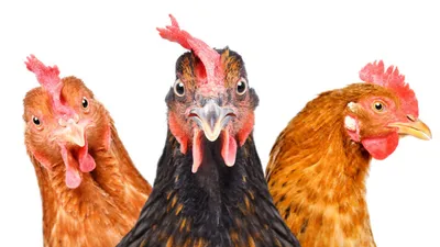 три курицы стоят рядом друг с другом, картинка мультяшных цыплят,  мультфильм, курица фон картинки и Фото для бесплатной загрузки