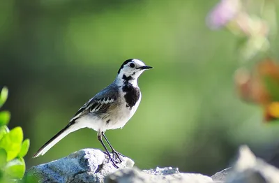 Белая трясогузка (Motacilla alba) — Фото №1348571 — Russian Traveler