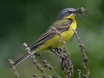 Фотокаталог птиц: Желтая трясогузка (Motacilla flava)