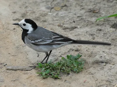 Фотокаталог птиц: Белая трясогузка (Motacilla alba)