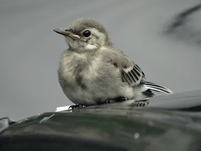 Белая трясогузка (Motacilla alba)