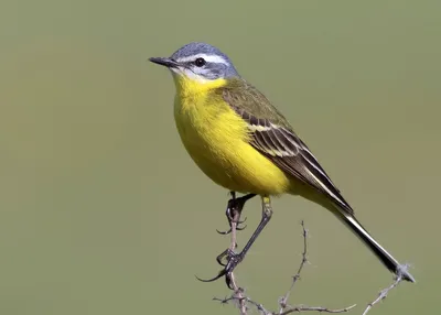 Трясогузки (лат. Motacilla). Фотограф Ляпустин Юрий