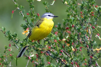 Желтая трясогузка (Motacilla flava) — Фото №1425854 — Russian Traveler