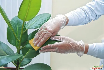 Как избавиться от трипсов на комнатных растениях: лучшие препараты и  народные средства