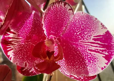 Трипсы на орхидее. Как найти и обезвредить вредителя. | ОрхиГид | Дзен