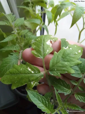 Биопрепарат Фитоверм - «Трипсы на рассаде томатов. Удалось ли мне  остановить их с помощью биопрепарата \