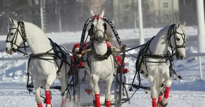 Тройка лошадей фото