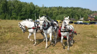 Дед Мороз на тройке лошадей