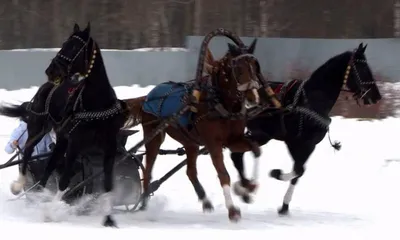 Новогодняя тройка лошадей в санях …» — создано в Шедевруме