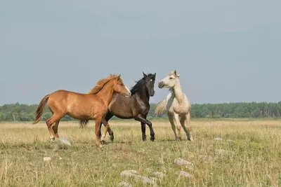 Открытка русская тройка новогодняя (37 фото) » Уникальные и креативные  картинки для различных целей - Pohod.club