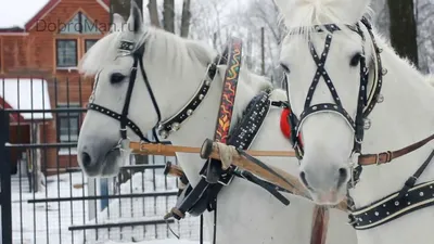 Картина объемная тройка лошадей Живопись маслом пейзаж зима Реализм в  интернет-магазине Ярмарка Мастеров по цене 17000 ₽ – 3Q3J9BY | Картины,  Домодедово - доставка по России