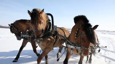 Музей Орловского рысака и русской тройки | Moscow