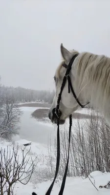 Дед Мороз и Снегурочка на тройке лошадей | Facebook