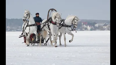 Картина тройка лошадей - 77 фото