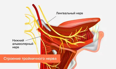 Тройничный нерв фотографии