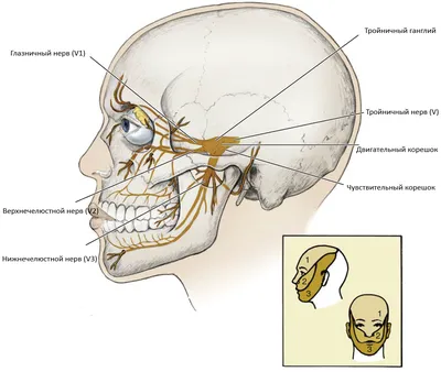 Невралгия тройничного нерва: симптомы, причины, диагностика и лечение -  YouTube