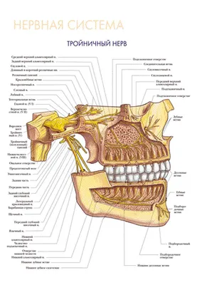 Тройничный нерв ▶️ Лечение воспаления тройничного нерва после удаления зуба  в Ирпене | MySmile®