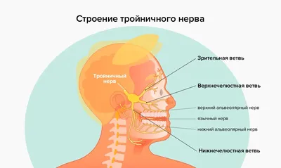 Невралгия тройничного нерва — симптомы и лечение, диагностика —  Startsmile.ru