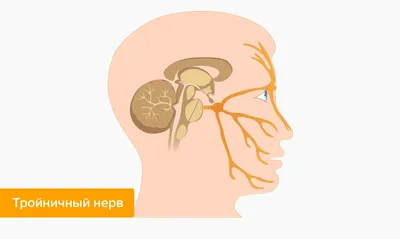 Заболевания тройничного нерва — симптомы, причины, последствия — Startsmile