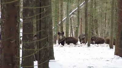 Охотники нашли в лесу под Костромой 9 трупов кабанов, зараженных чумой  свиней | ГТРК «Кострома»