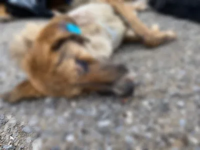 Астрахань | «Здесь гора трупов»: на астраханском скотомогильнике обнаружены  десятки трупов зверски убитых собак - БезФормата