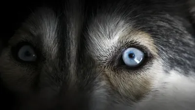 В Панаевске нашли больше десяти трупов собак. Жители просят наказать  виновников массового убийства животных | Ямал-Медиа