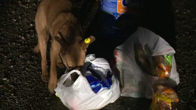В Комсомольском обнаружены десятки трупов собак: УМВД проводит проверку