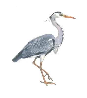 Серая цапля – Ardea cinerea « Красная книга Томской области | ОГБУ  \