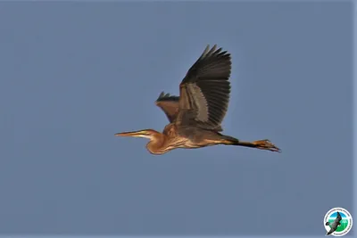 Рыжая цапля Ardea purpurea (фото Габбасовой Э.З.) - Атлас птиц Уфы