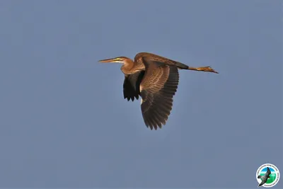 Рыжая цапля Ardea purpurea (фото Габбасовой Э.З.) - Атлас птиц Уфы