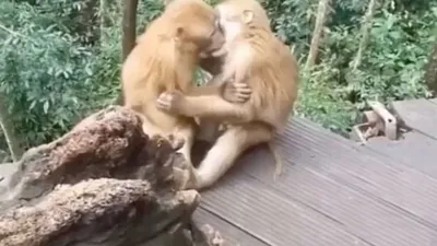 Целующихся обезьян фото