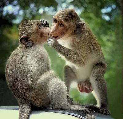 Целующихся обезьян фотографии