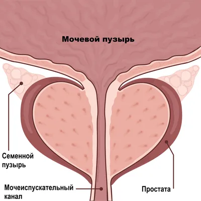 Везикулит - симптомы острой и хронической форм, стадии и признаки у мужчин  и женщин, причины появления, диагностика и лечение заболевания